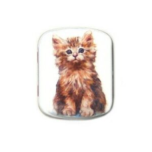 Blikken doosje europese langhaar kitten