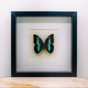 Charaxes Prepona ingelijst in zwarte kader