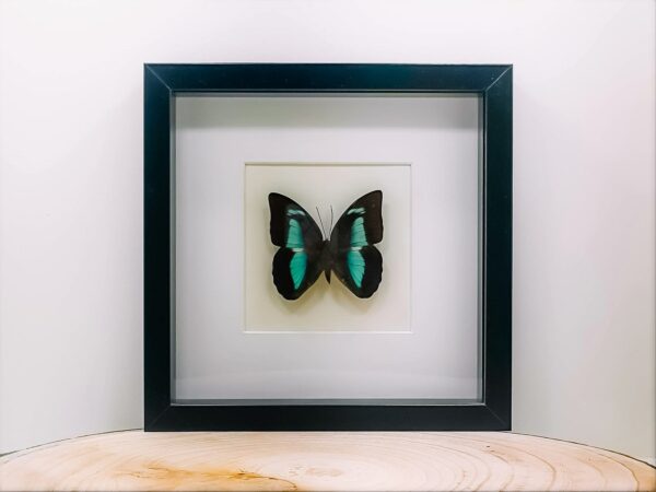 Charaxes Prepona ingelijst in zwarte kader