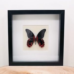 Papilio Rumanzovia ingelijst in zwarte kader