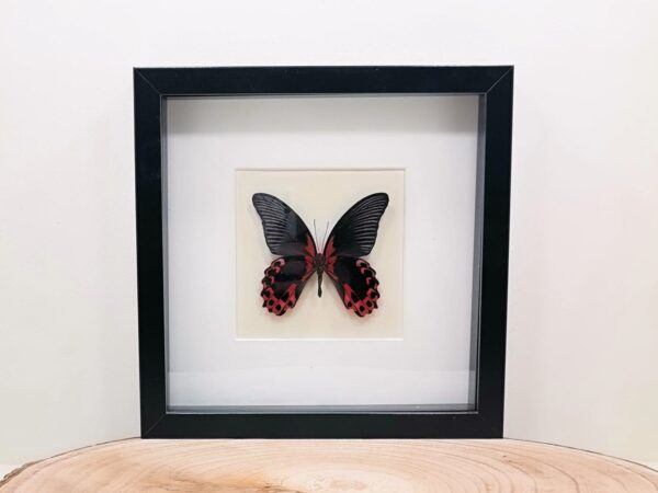 Papilio Rumanzovia ingelijst in zwarte kader